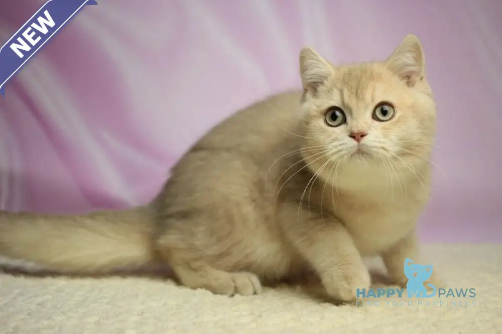 Udgin British Shorthair male lilac golden shaded live animals