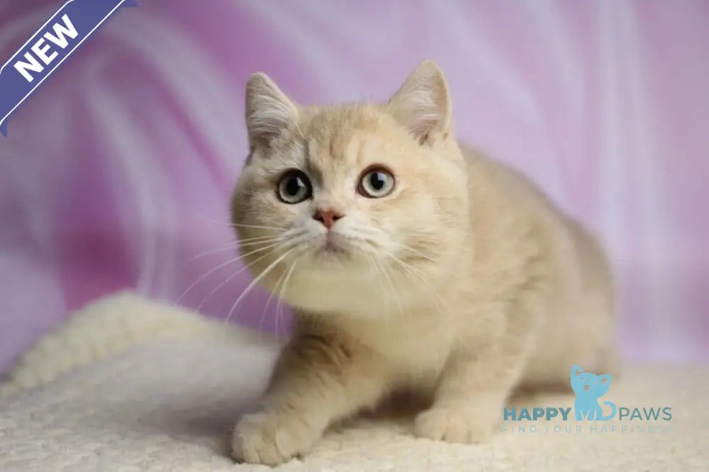 Udgin British Shorthair male lilac golden shaded live animals
