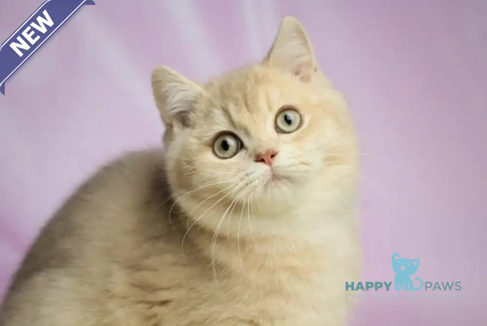Udgin British Shorthair male lilac golden shaded live animals