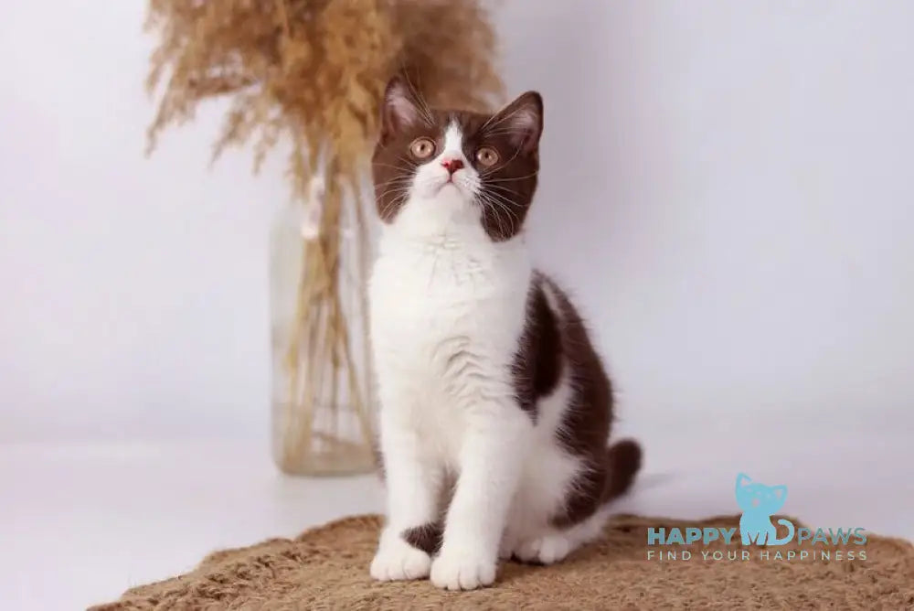 Udgina British Shorthair female chocolate bicolour live animals
