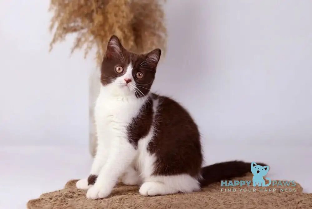 Udgina British Shorthair female chocolate bicolour live animals