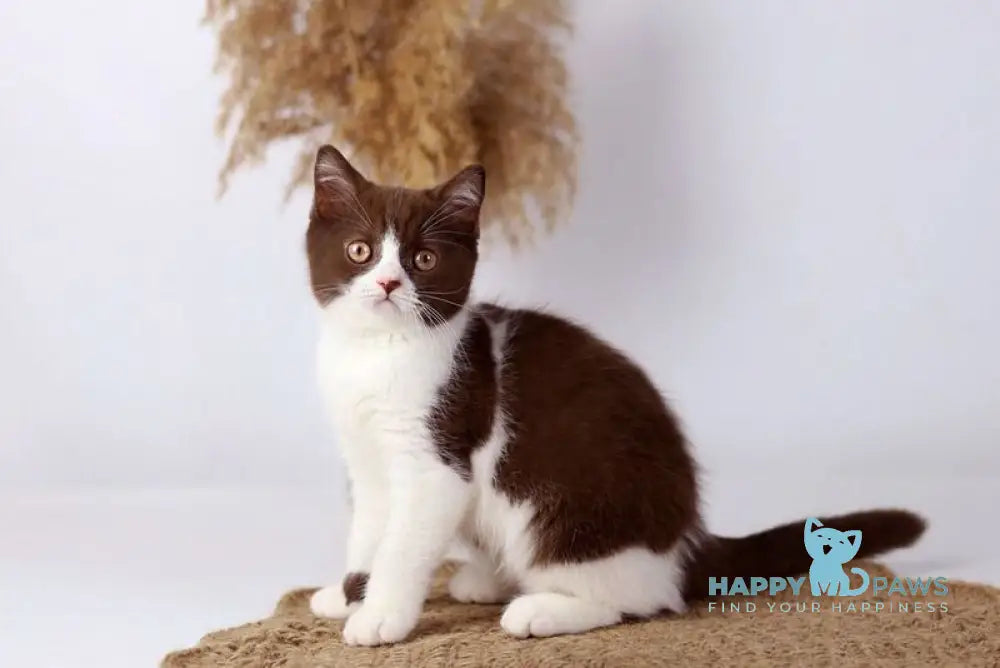Udgina British Shorthair female chocolate bicolour live animals