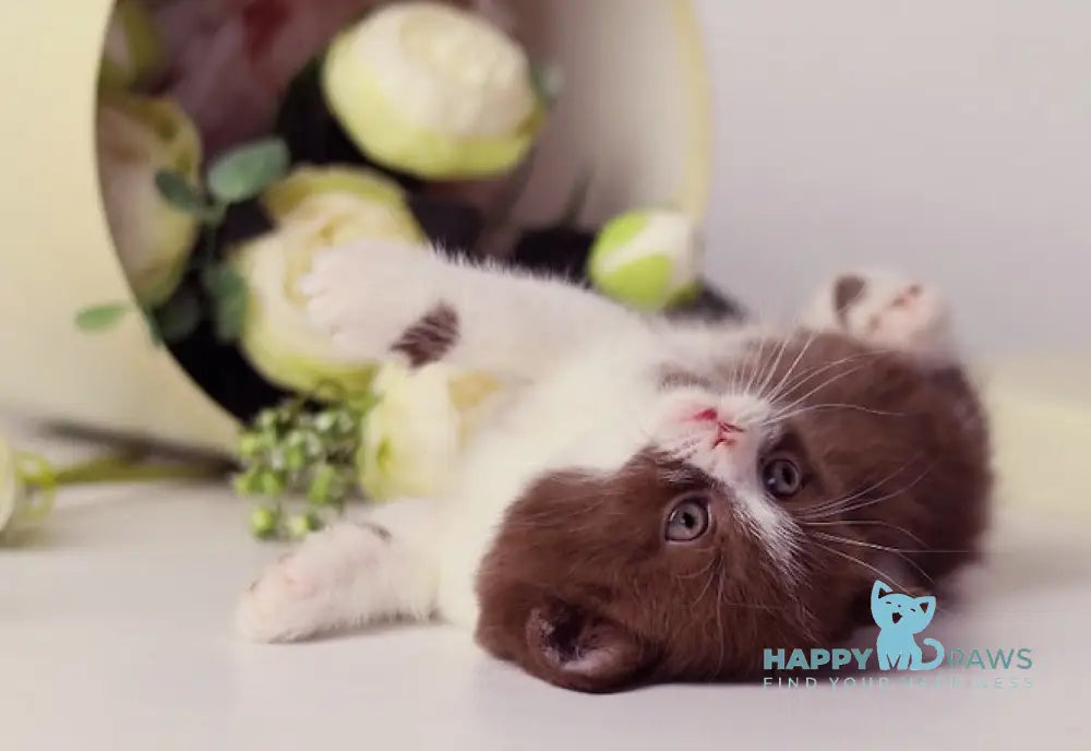 Udjina British Shorthair female chocolate bicolour live animals