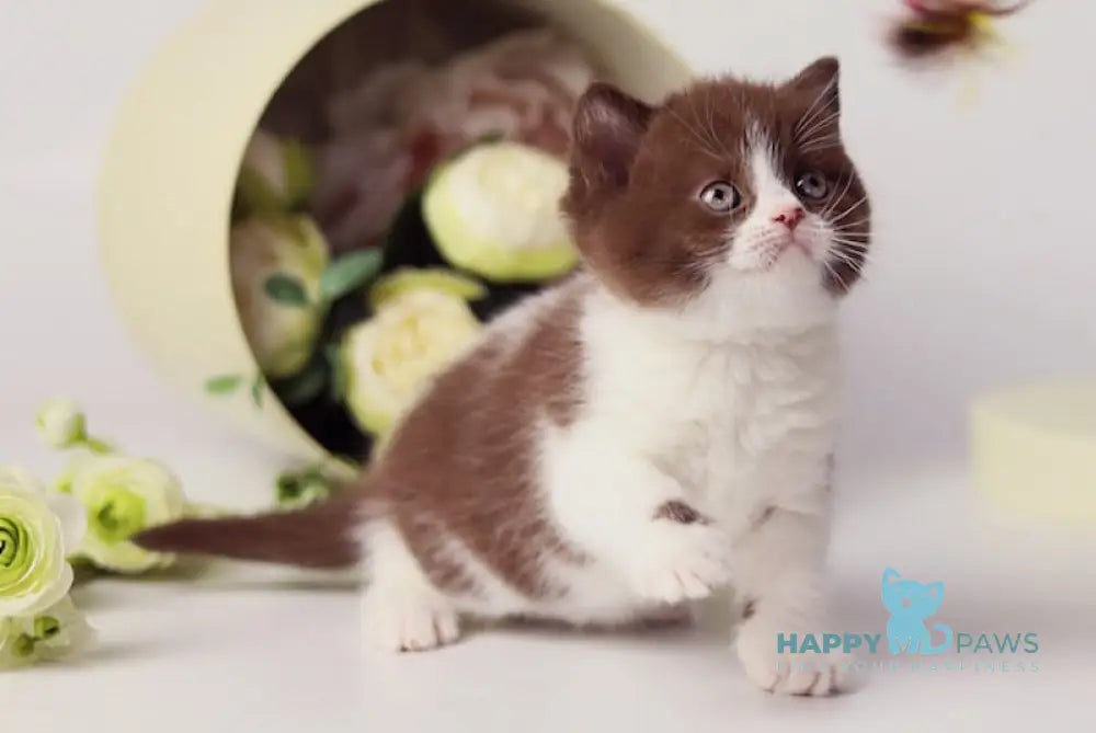 Udjina British Shorthair female chocolate bicolour live animals