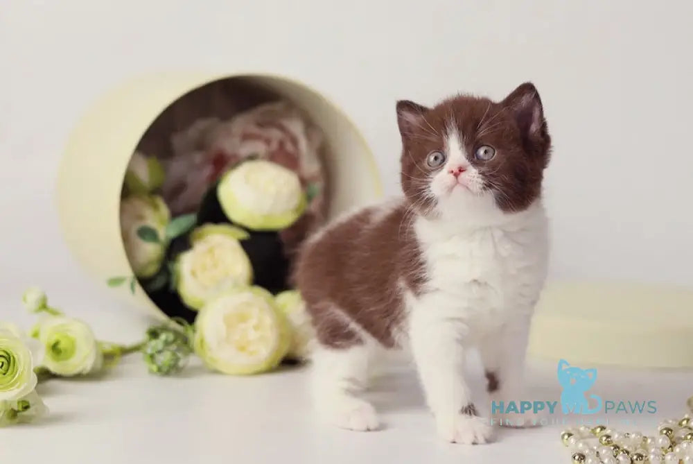 Udjina British Shorthair female chocolate bicolour live animals