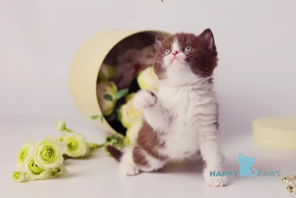 Udjina British Shorthair female chocolate bicolour live animals