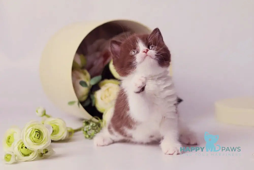 Udjina British Shorthair female chocolate bicolour live animals