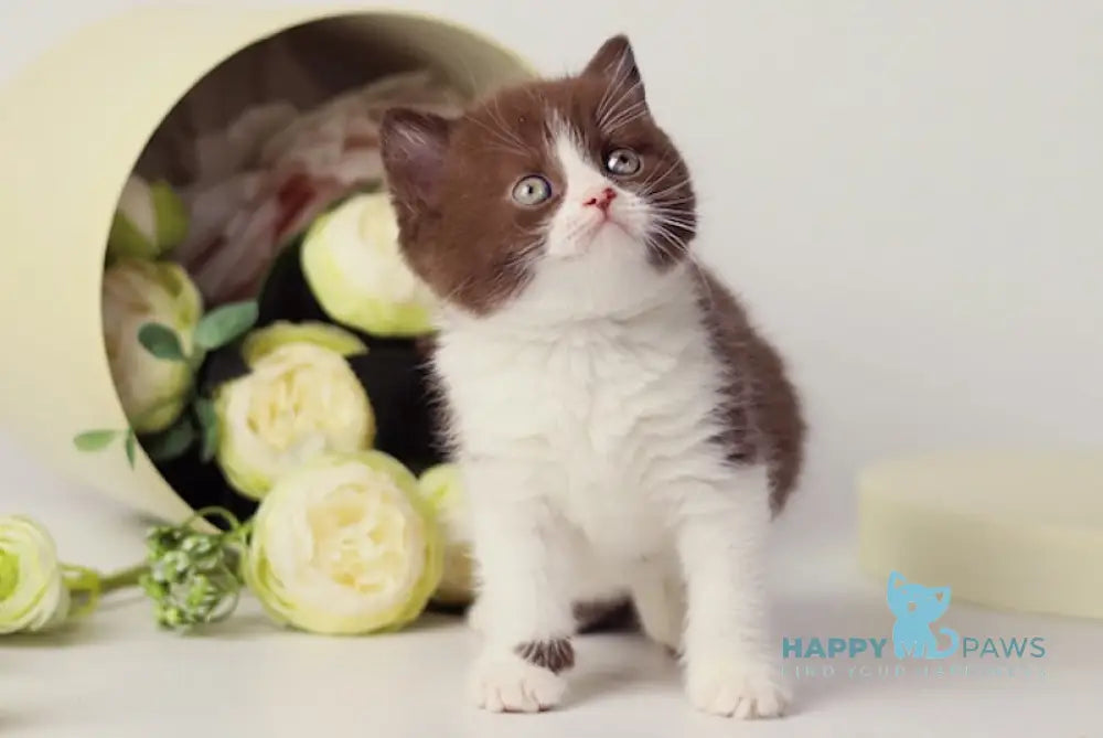 Udjina British Shorthair female chocolate bicolour live animals