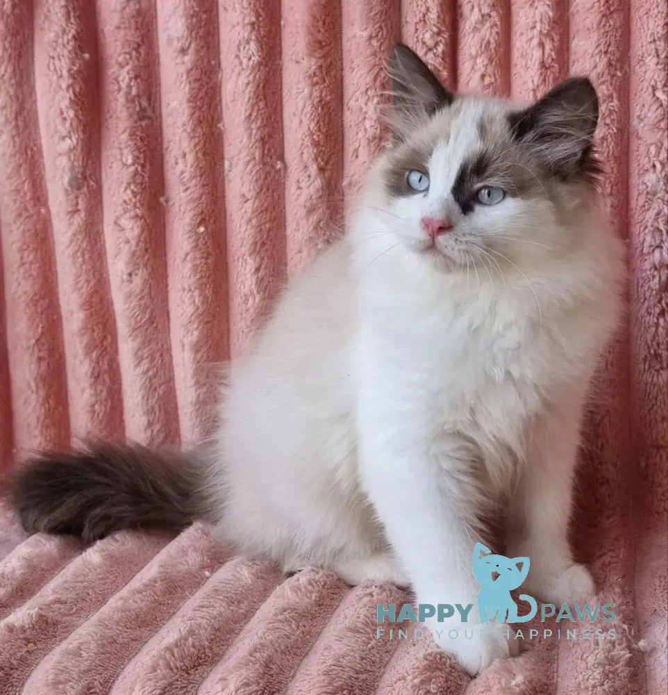 Udjyn Siberian male black pointed with white live animals