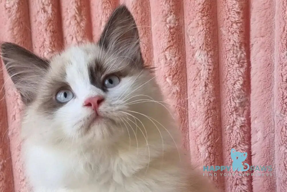 Udjyn Siberian male black pointed with white live animals