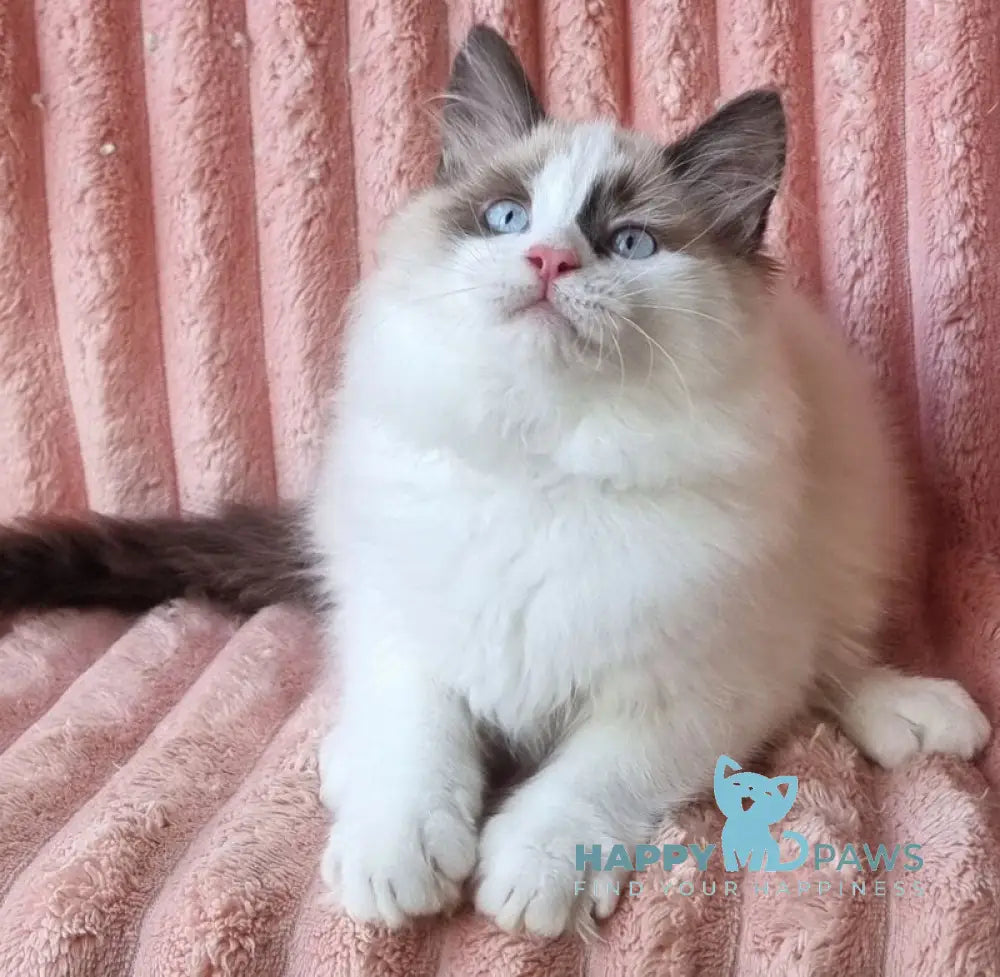 Udjyn Siberian male black pointed with white live animals