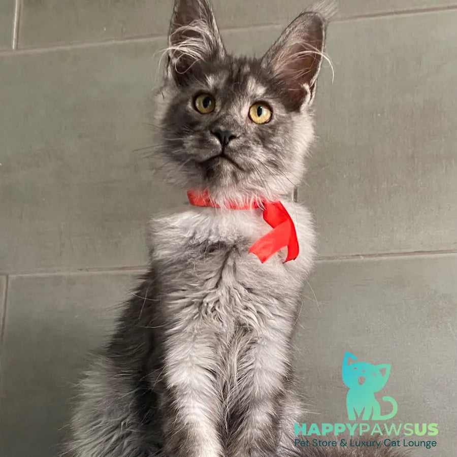 Udmurtia Maine Coon female black silver with white - live animals