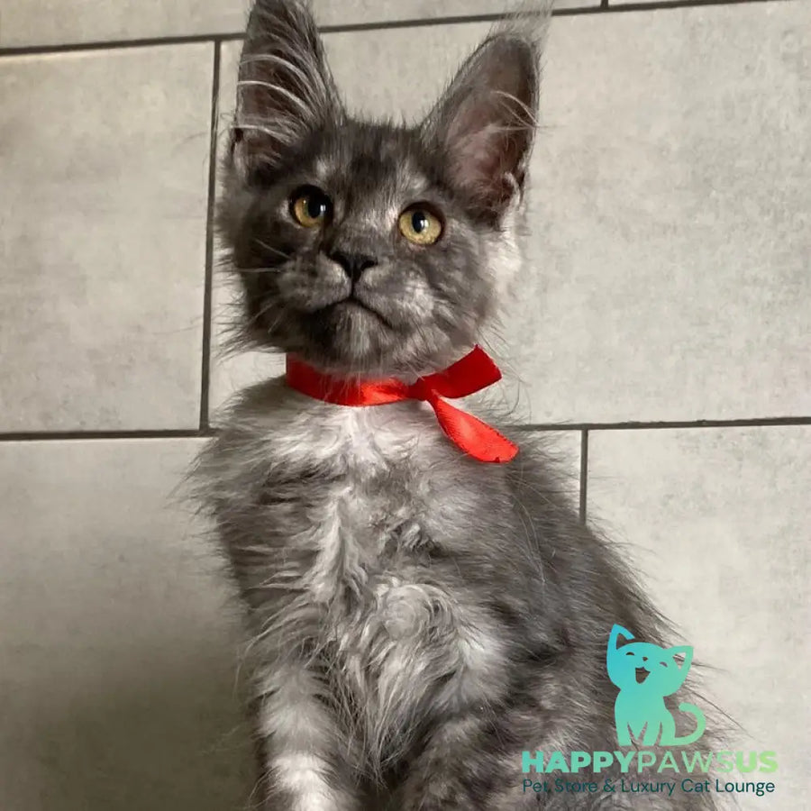 Udmurtia Maine Coon female black silver with white - live animals