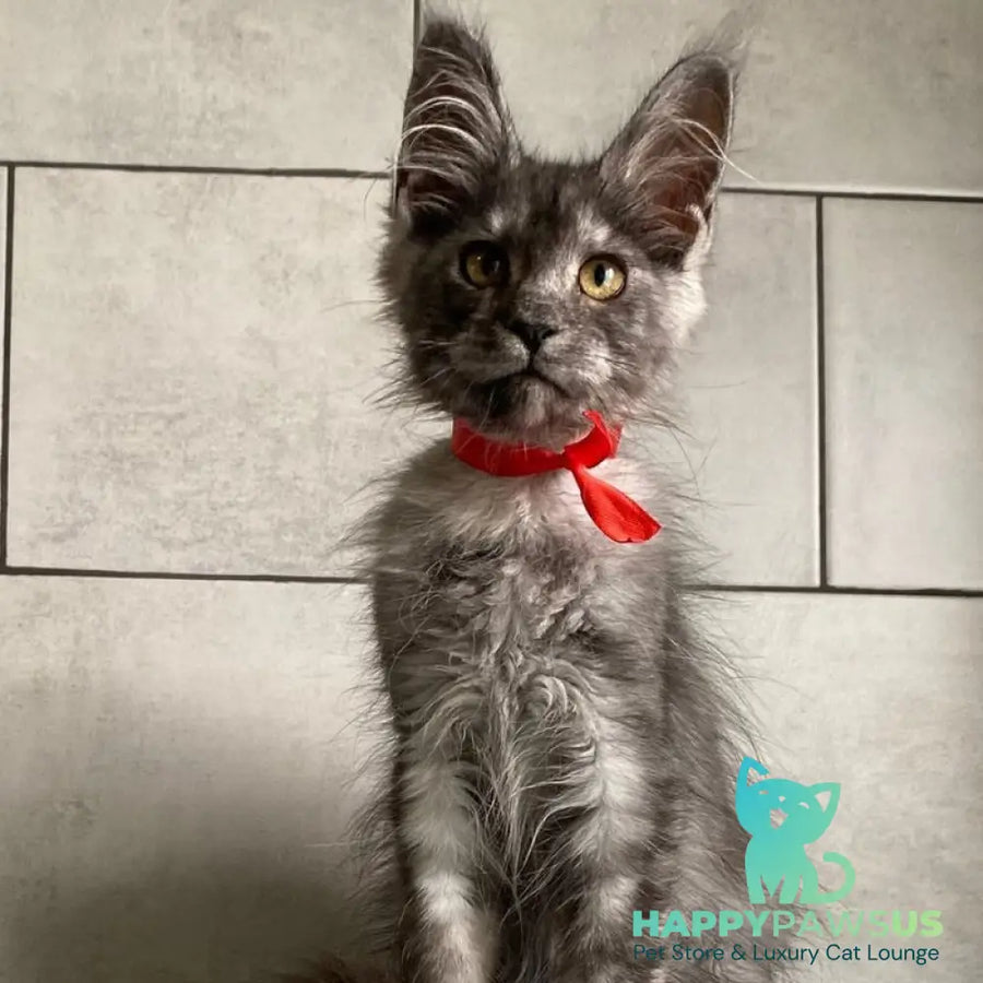 Udmurtia Maine Coon female black silver with white - live animals