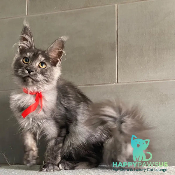 Udmurtia Maine Coon female black silver with white - live animals