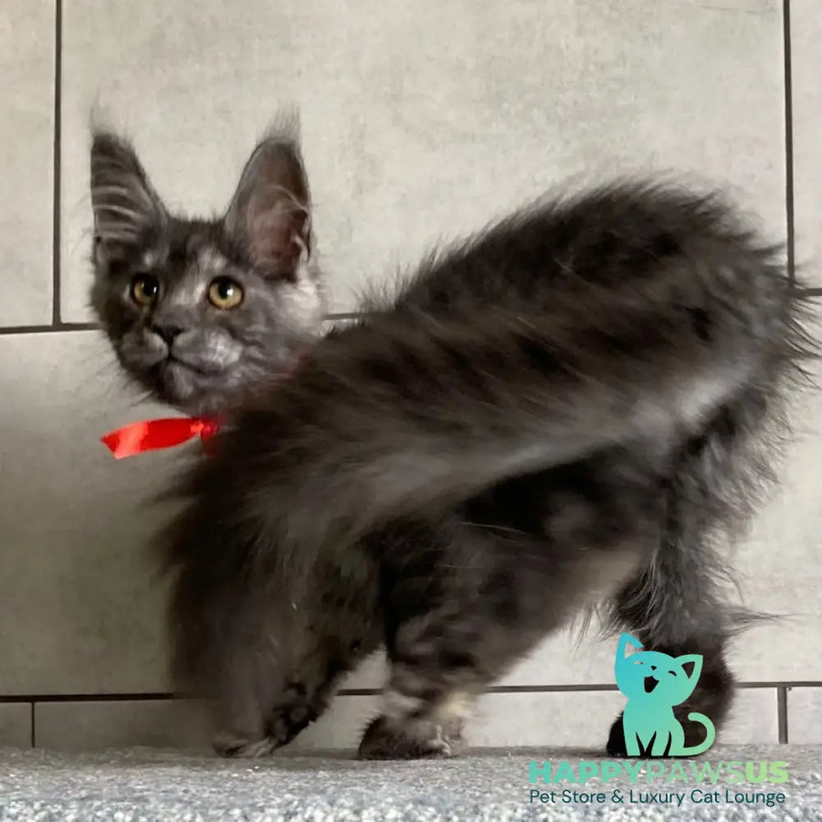 Udmurtia Maine Coon female black silver with white - live animals