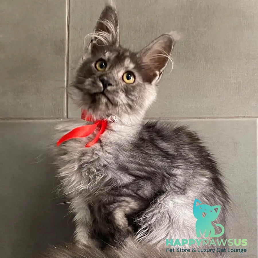 Udmurtia Maine Coon female black silver with white - live animals