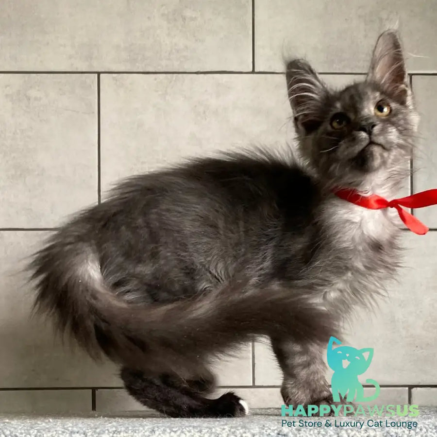 Udmurtia Maine Coon female black silver with white - live animals