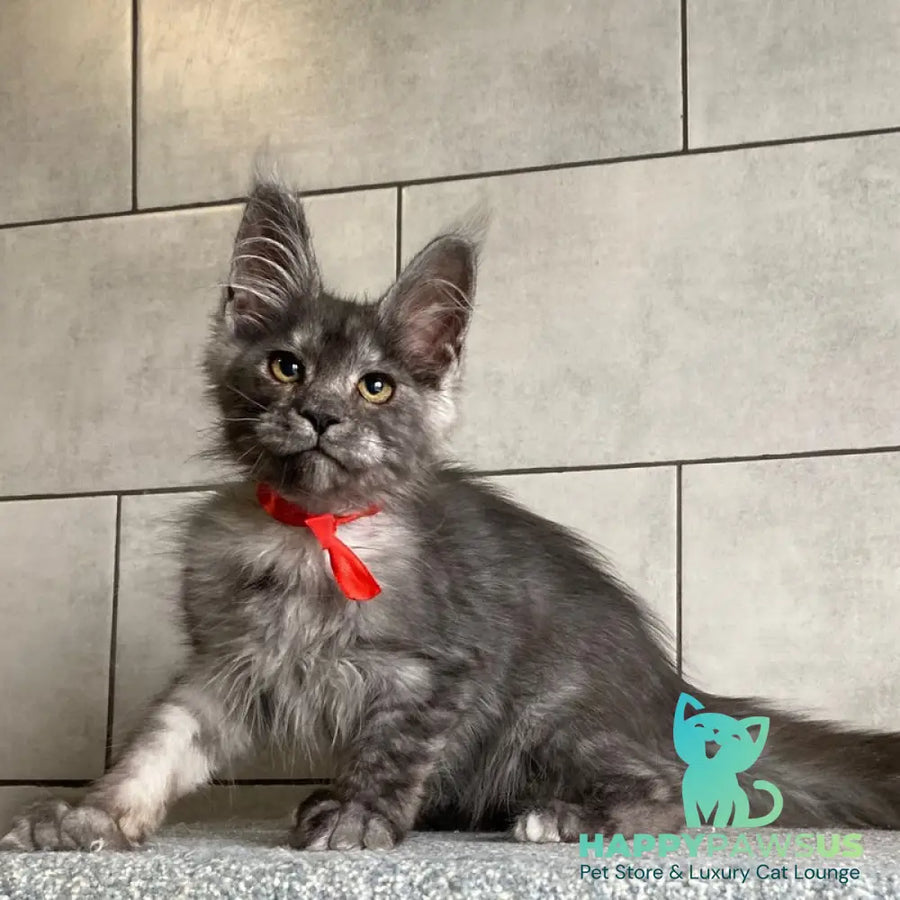 Udmurtia Maine Coon female black silver with white - live animals