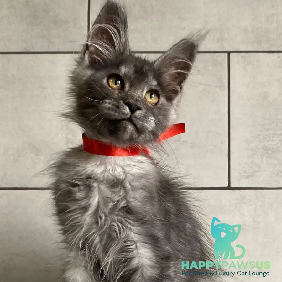 Udmurtia Maine Coon female black silver with white - live animals