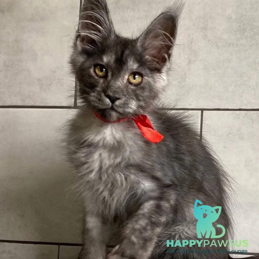 Udmurtia Maine Coon female black silver with white - live animals