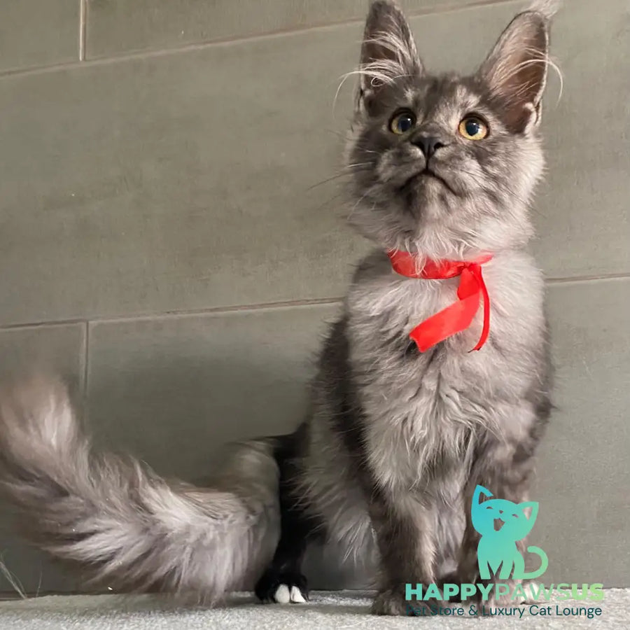 Udmurtia Maine Coon female black silver with white - live animals