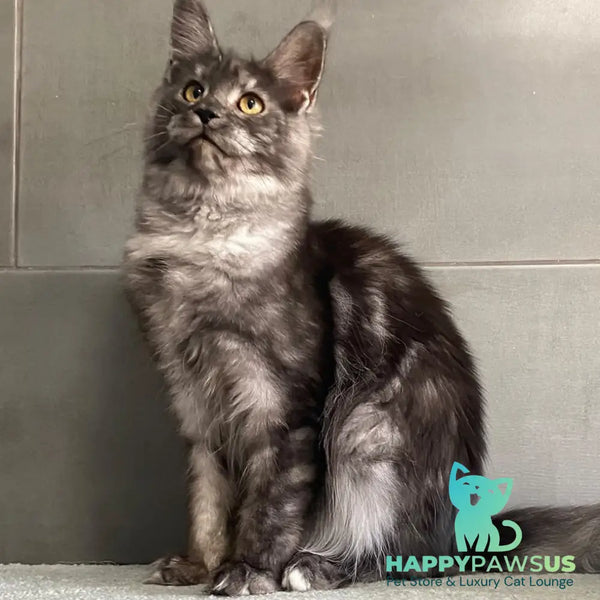 Udmurtia Maine Coon female black silver with white - live animals
