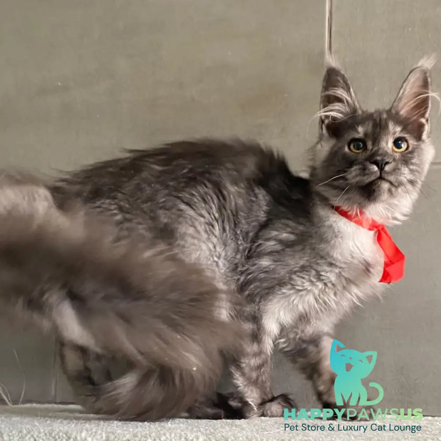 Udmurtia Maine Coon female black silver with white - live animals