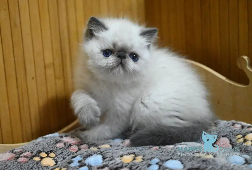 Udo Exotic male blue pointed live animals