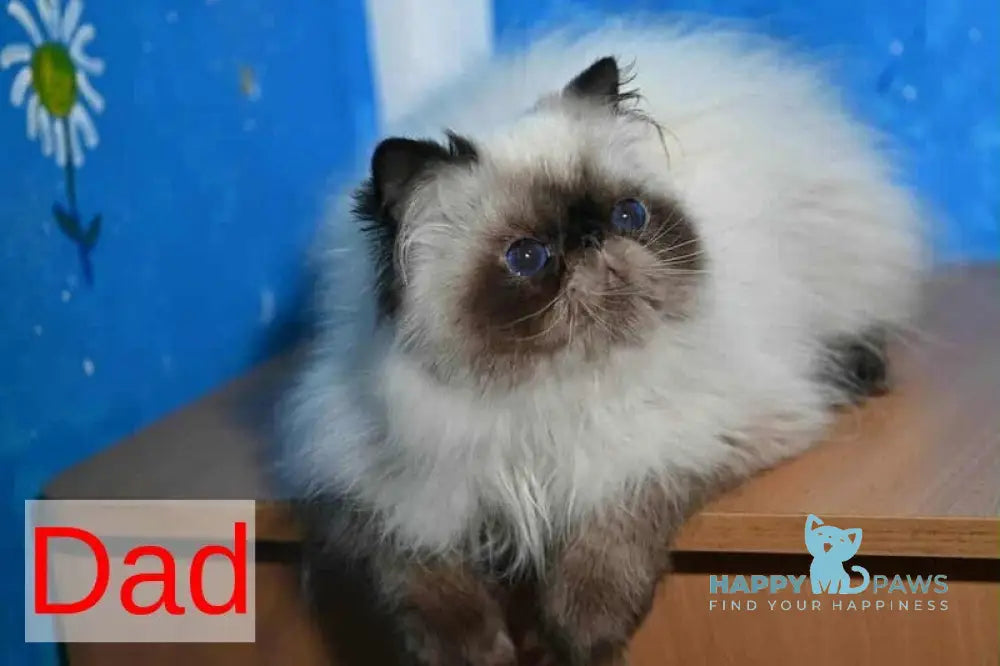 Udo Exotic male blue pointed live animals