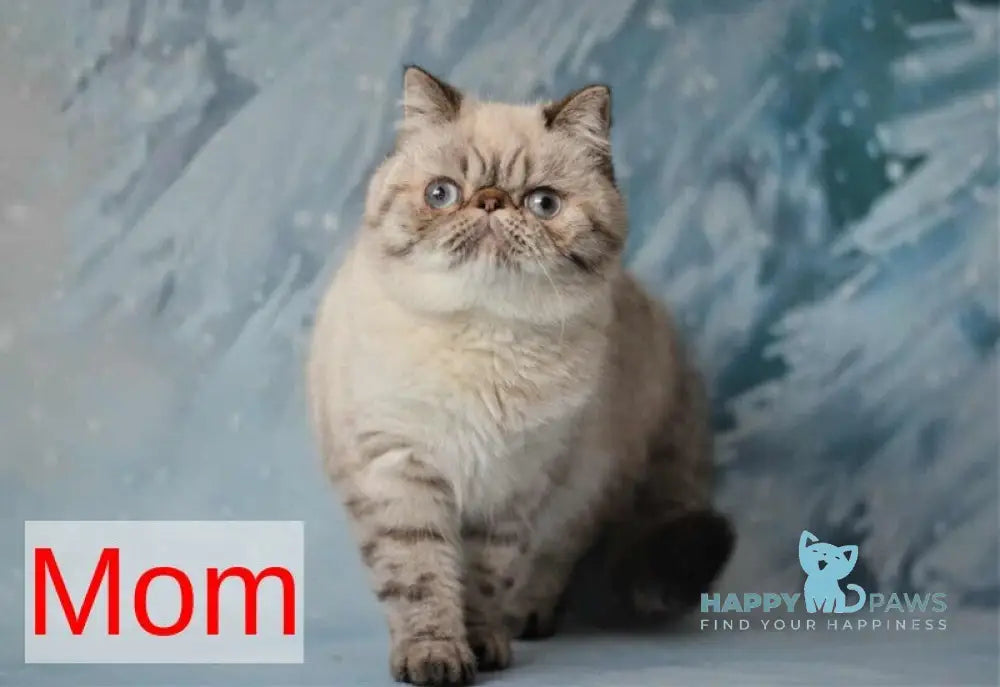 Udo Exotic male blue pointed live animals