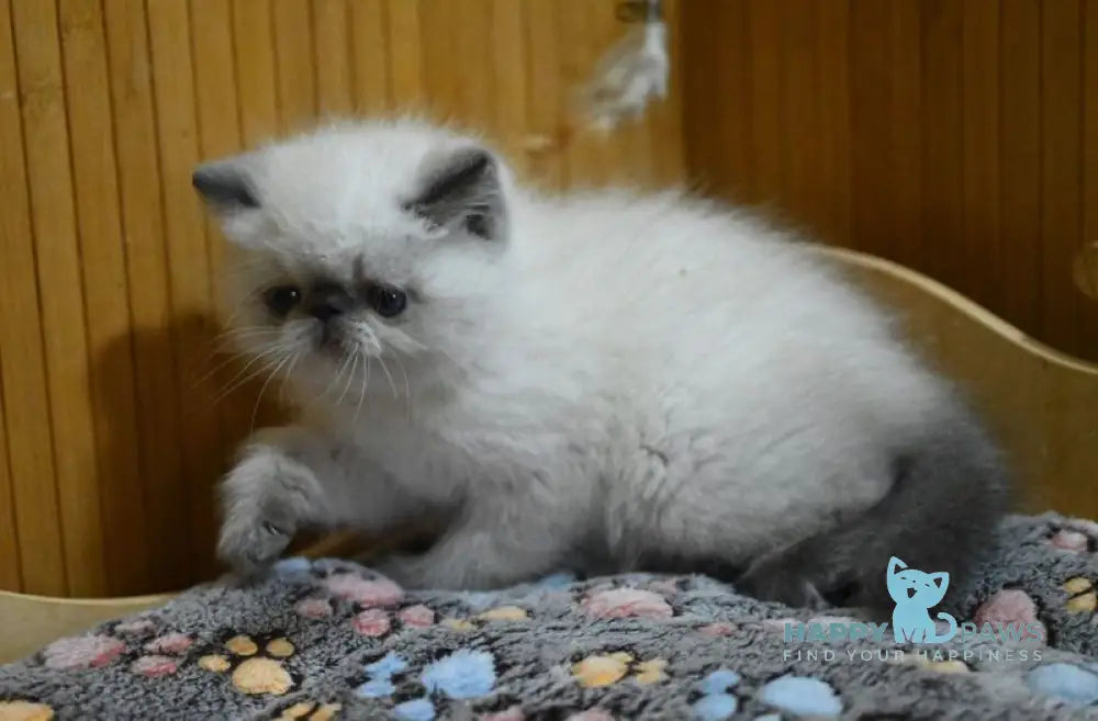 Udo Exotic male blue pointed live animals