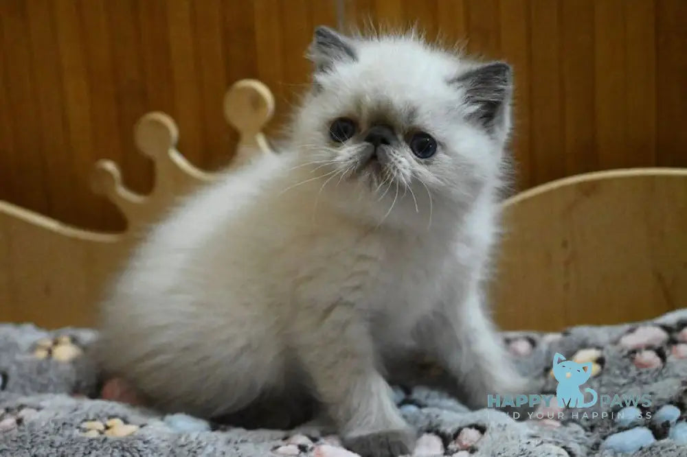 Udo Exotic male blue pointed live animals