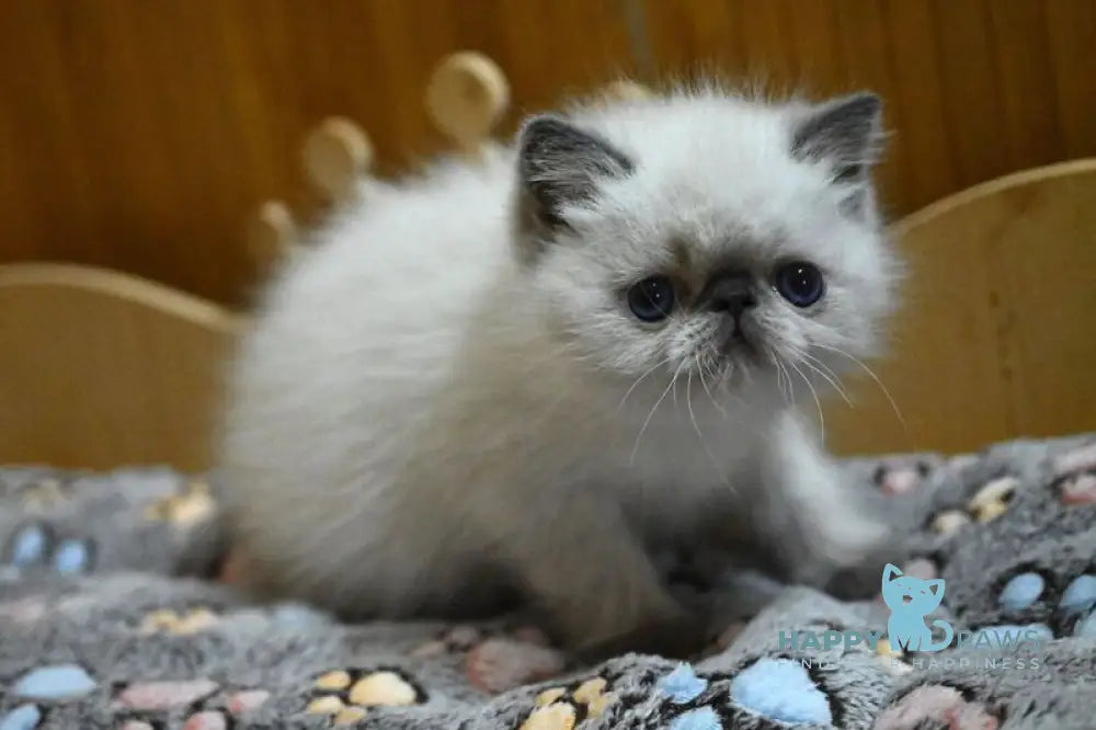 Udo Exotic male blue pointed live animals