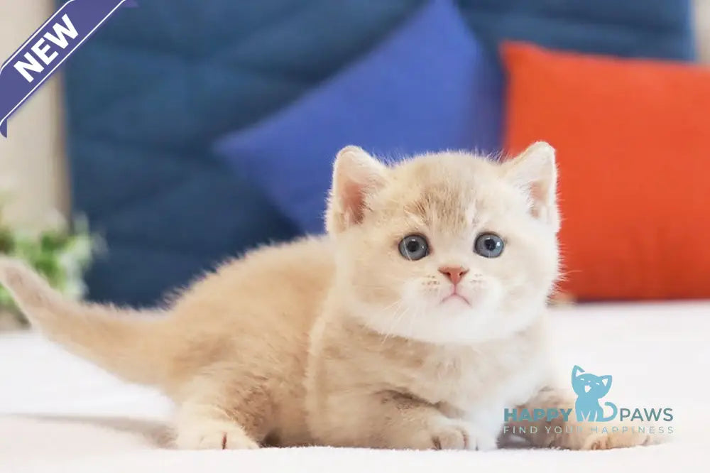 Uely British Shorthair male lilac golden ticked tabby live animals