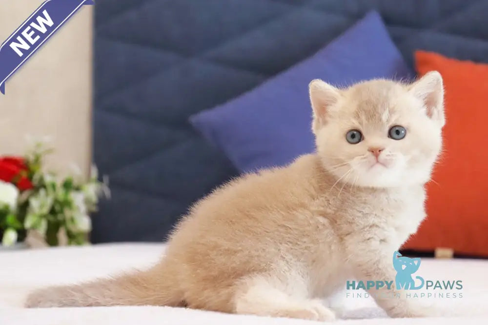 Uely British Shorthair male lilac golden ticked tabby live animals
