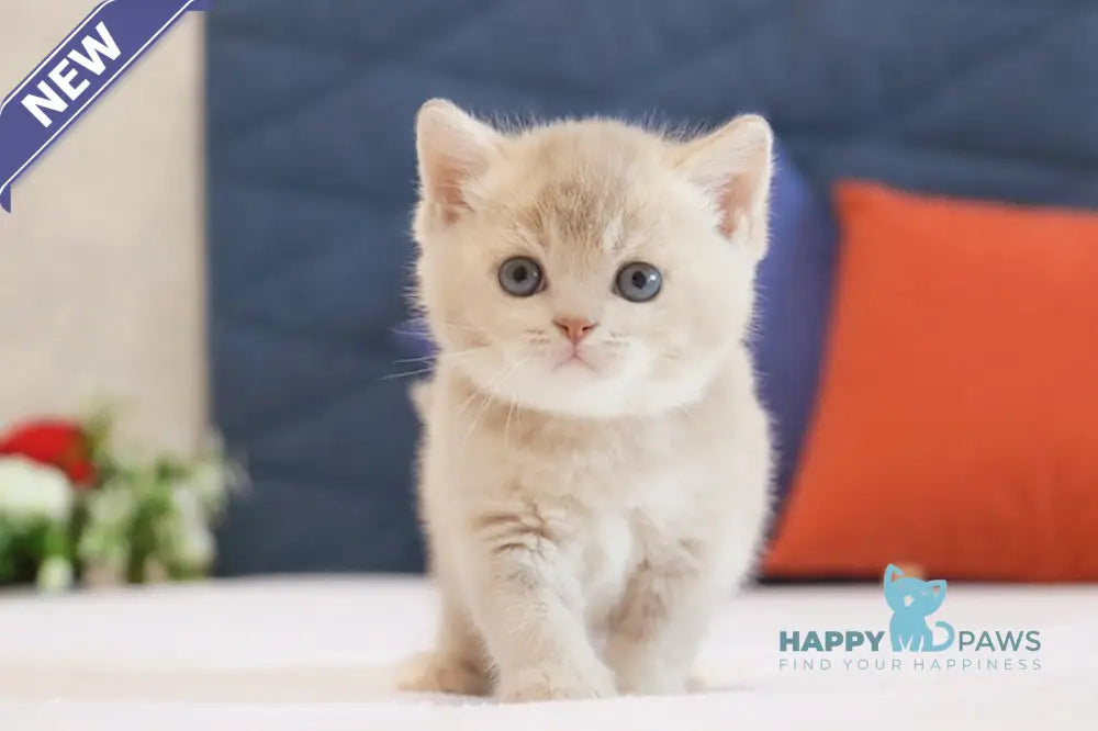 Uely British Shorthair male lilac golden ticked tabby live animals