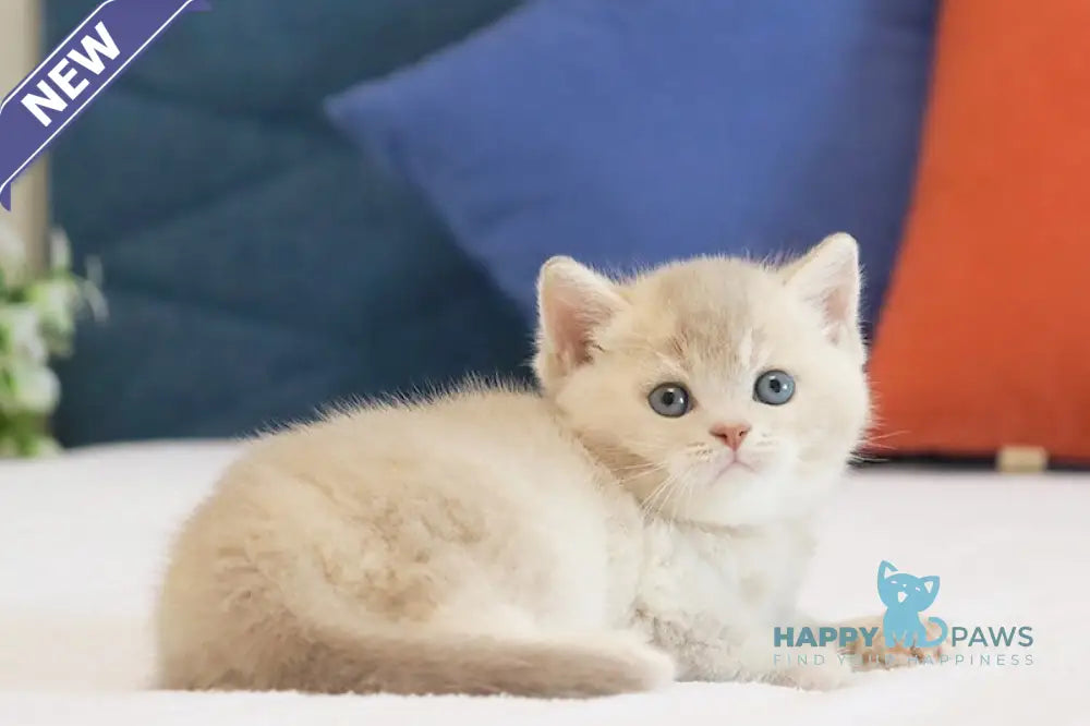 Uely British Shorthair male lilac golden ticked tabby live animals