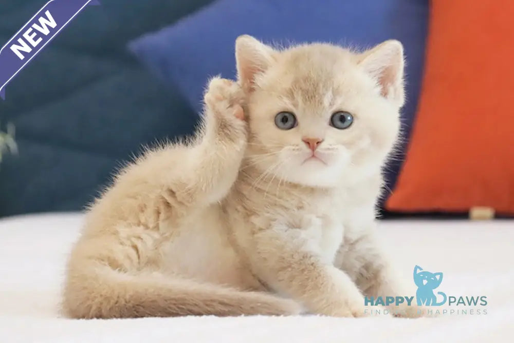 Uely British Shorthair male lilac golden ticked tabby live animals