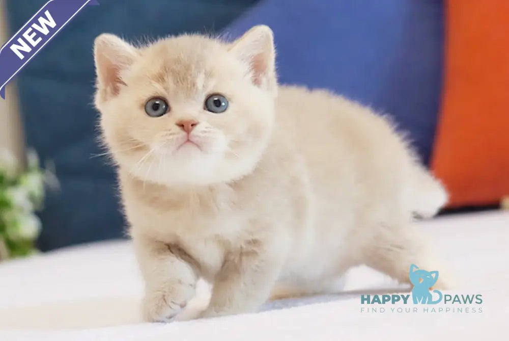 Uely British Shorthair male lilac golden ticked tabby live animals
