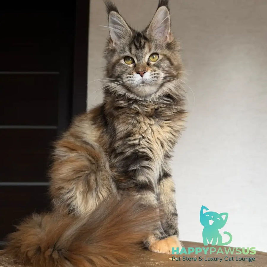 Ufina Maine Coon female black tortie tabby - live animals