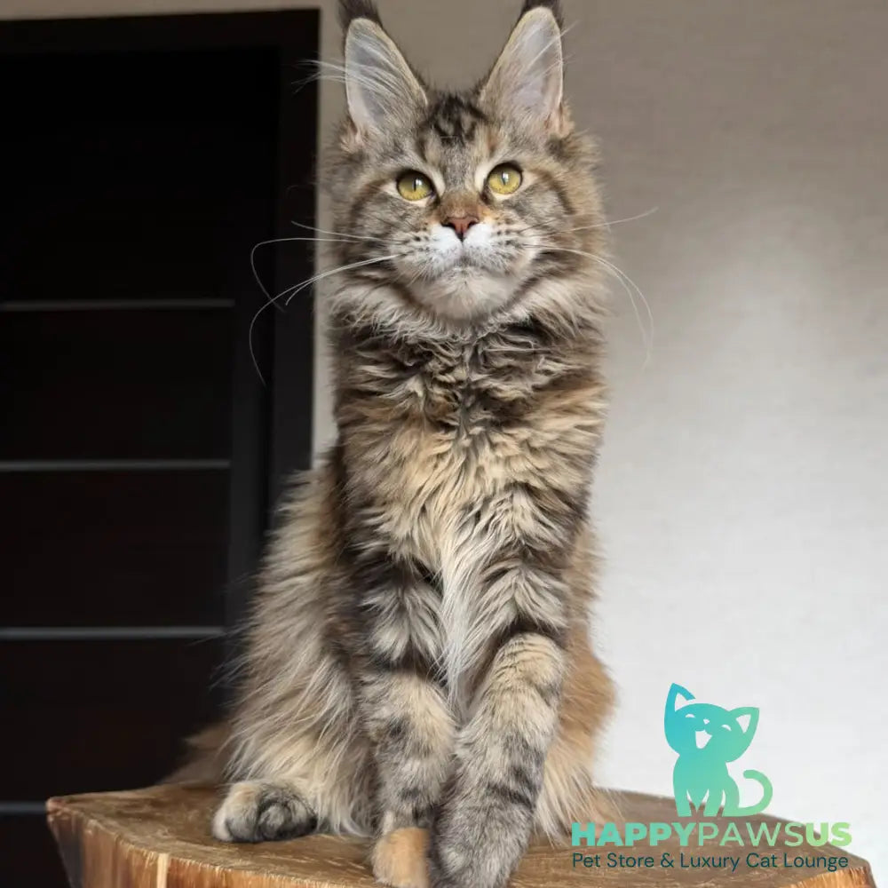 Ufina Maine Coon female black tortie tabby - live animals