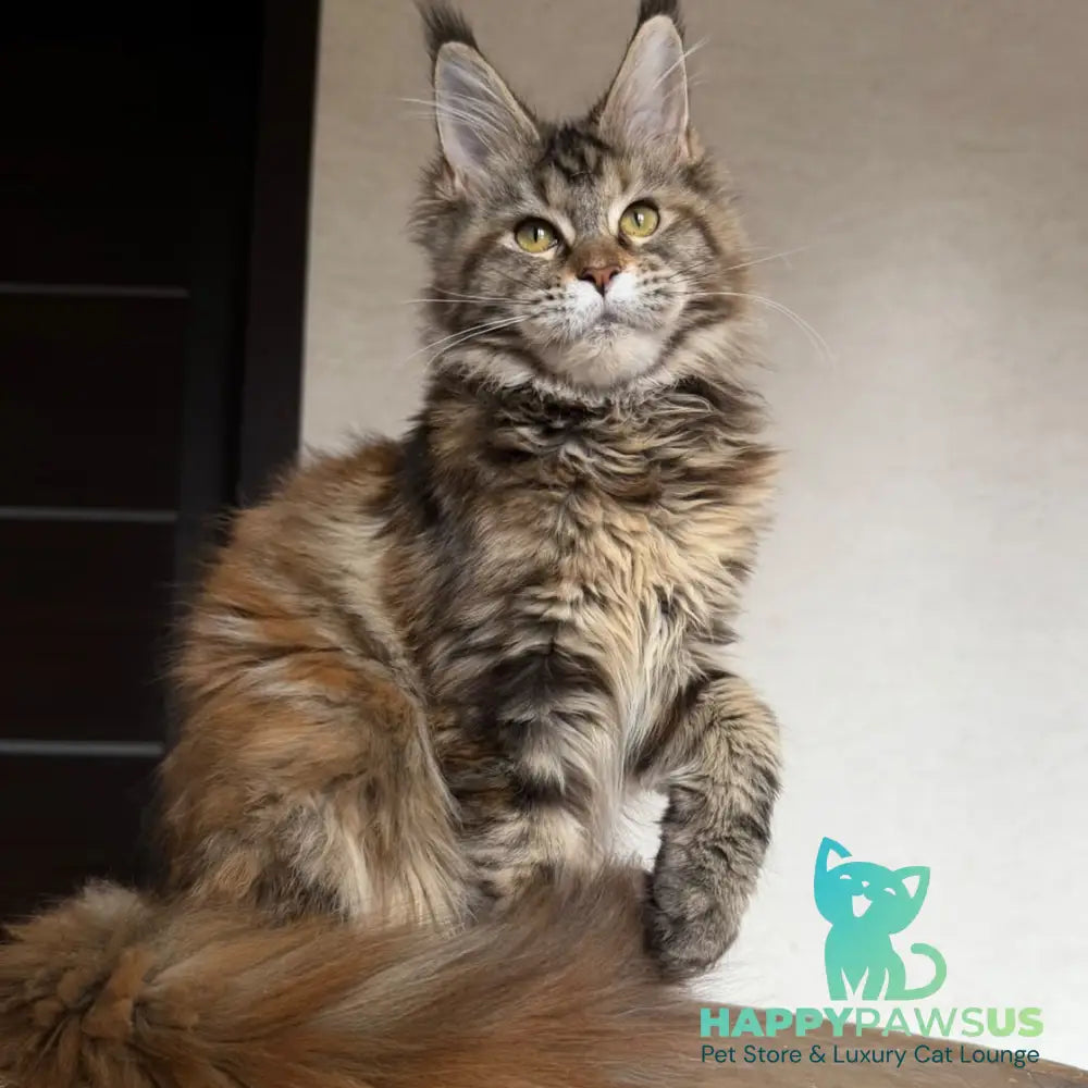 Ufina Maine Coon female black tortie tabby - live animals