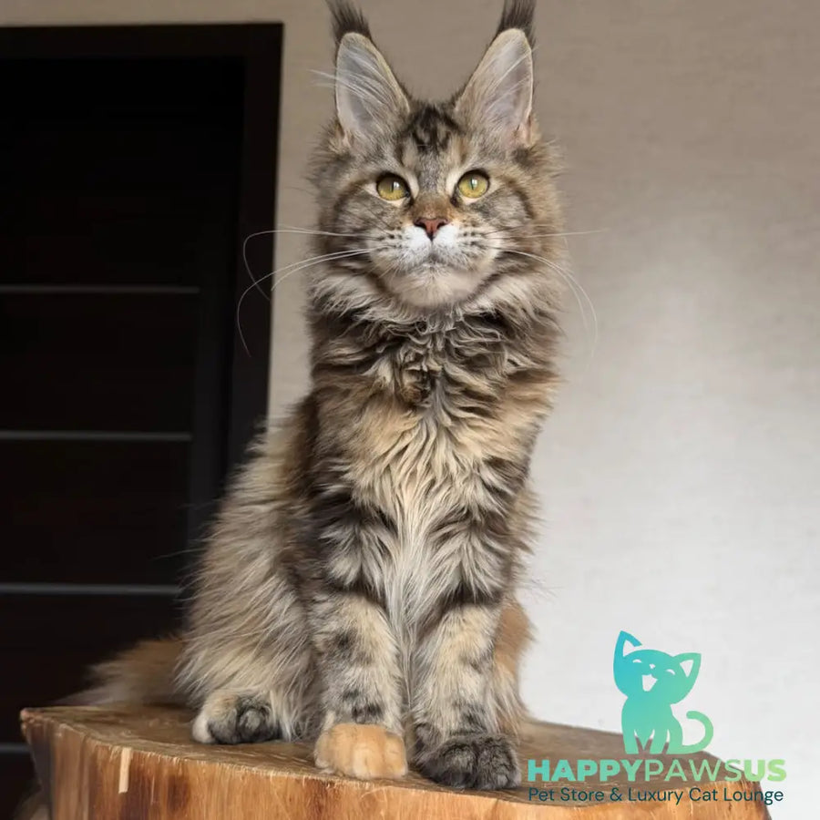Ufina Maine Coon female black tortie tabby - live animals