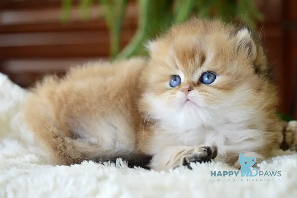 Uftik British Longhair male black golden shaded live animals