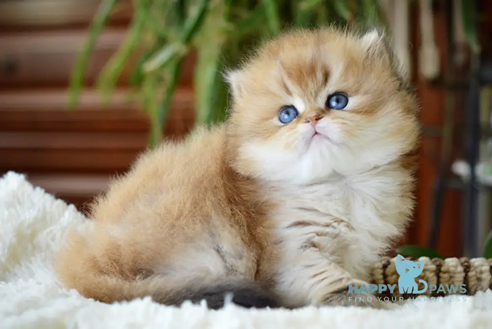 Uftik British Longhair male black golden shaded live animals