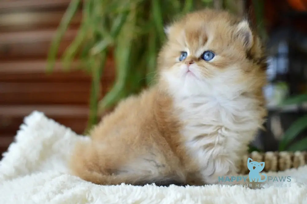 Uftik British Longhair male black golden shaded live animals