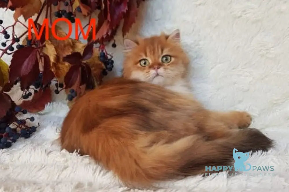 Uftik British Longhair male black golden shaded live animals