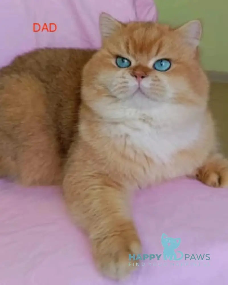 Uftik British Longhair male black golden shaded live animals