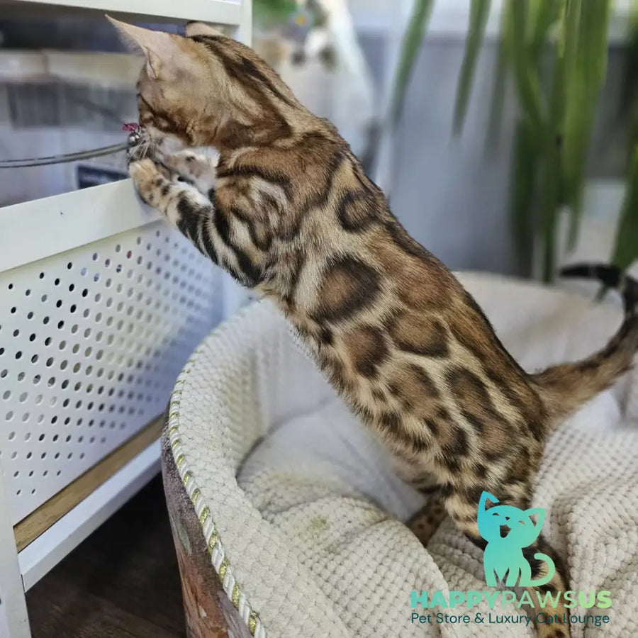 Ugo Bengal male black spotted tabby - live animals